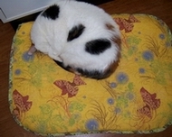domino-resting-190.jpg