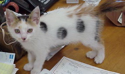 Domino as a kitten.